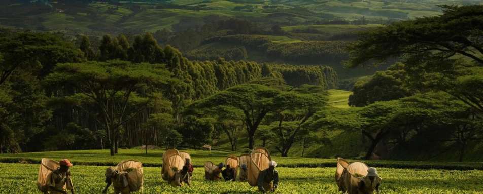 Tea picking - Huntingdon House 