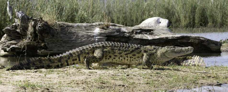 Croc - Mvuu Lodge