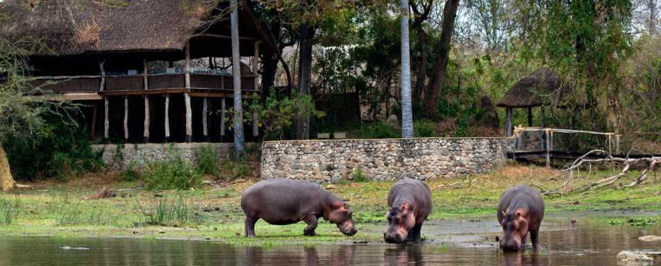 Hippo - Mvuu Lodge