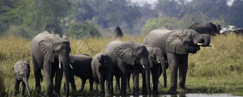 Elephants on the banks of river 