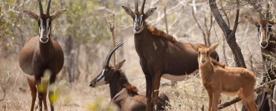 Majete Wildlife Reserve - Malawi Safari and Lake 