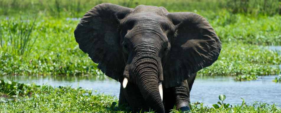 Majete Wildlife Reserve - Malawi Safari and Lake 