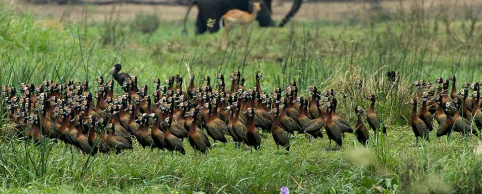 Majete Wildlife Reserve - Malawi Safari and Lake 
