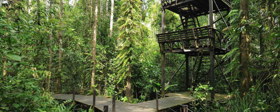 Bird Tower  - Abai Jungle Lodge