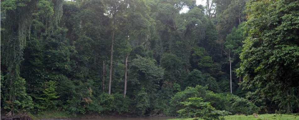 River Tubing - Borneo Rainforest Lodge