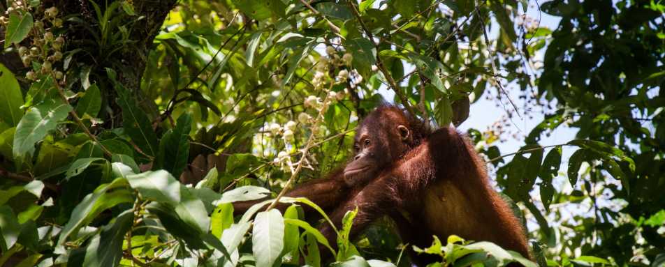 Orangutan, Danum Valley - Borneo Rainforest Lodge