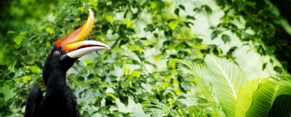 Hornbill - Borneo Rainforest Lodge