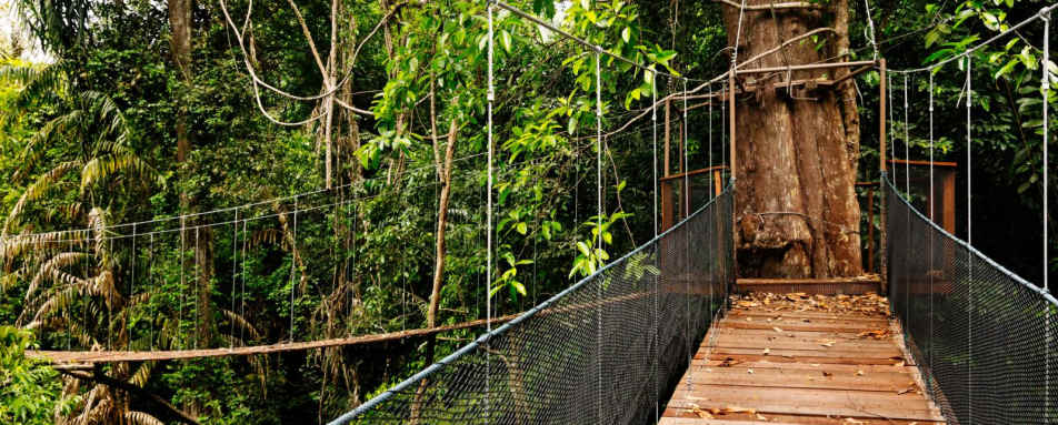 Canopy Walk - Bunga Raya Island Resort