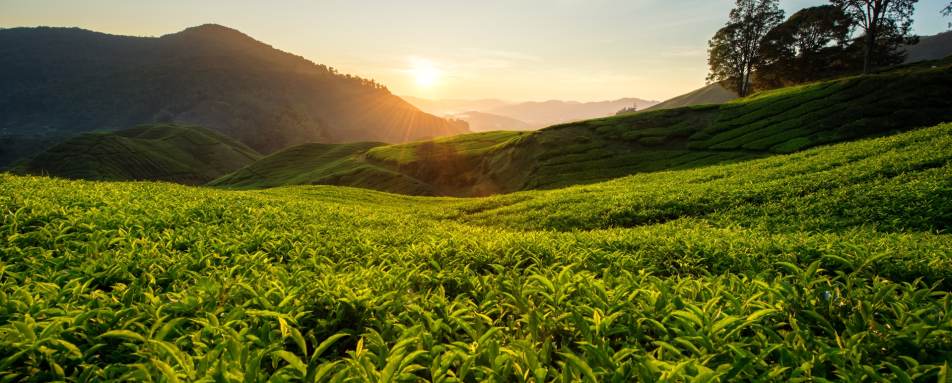 Sunrise over the Plantations - Cameron Highlands Resort