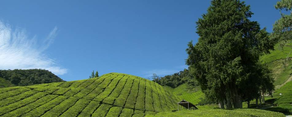Tea Plantations - Cameron Highlands Resort