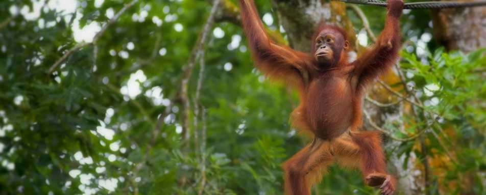 Sepilok Rehabilitation Centre - MY Nature Resort