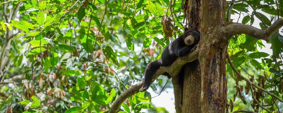 Bornean Sunbear Conservation Centre - MY Nature Resort