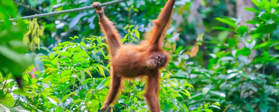 Sepilok Orangutan Rehabilitation Centre - MY Nature Resort
