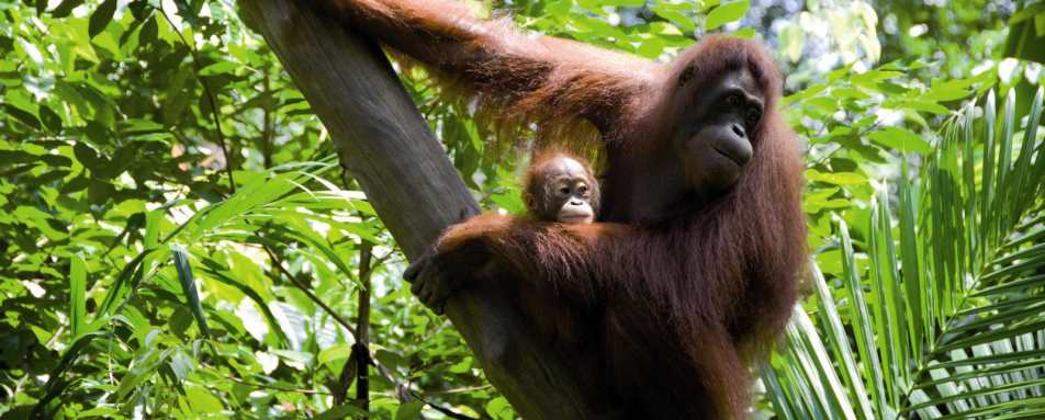 The "wild men of Borneo" - Sepilok Nature Resort