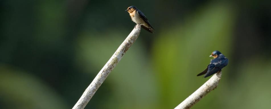 Bird Watching - Sepilok Nature Resort
