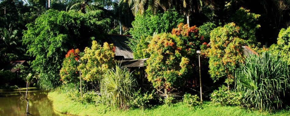 Lake - Sepilok Nature Resort