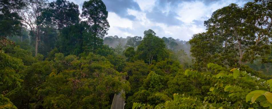 Sepilok Canopy Walkway - Sepilok Nature Resort