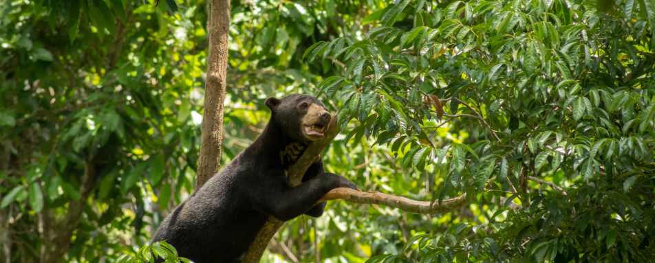 Bornean Sunbear - Sepilok Nature Resort