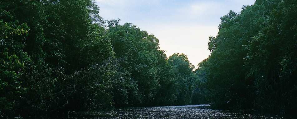 The Kinabatangan River - Sukau Rainforest Lodge