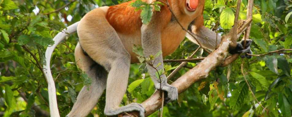 Proboscis Monkey - Sukau River Lodge