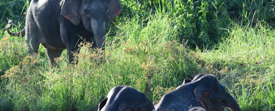 Pygmy Elephants - Sukau Rainforest Lodge