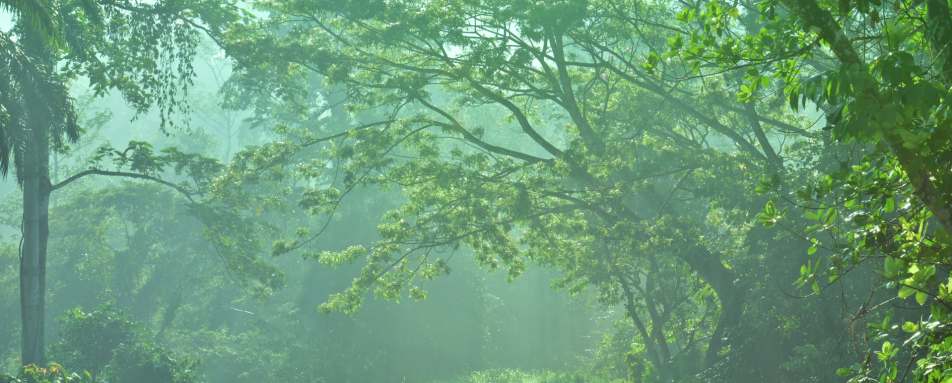 Rainforest - Tabin Wildlife Resort