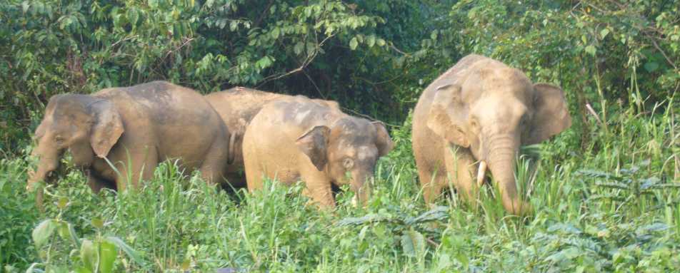 Pygmy Elephant - Tabin Wildlife Resort