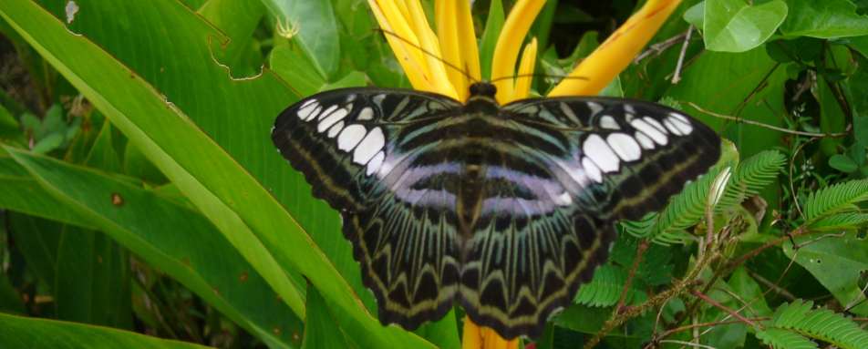 Butterfly - Tabin Wildlife Resort