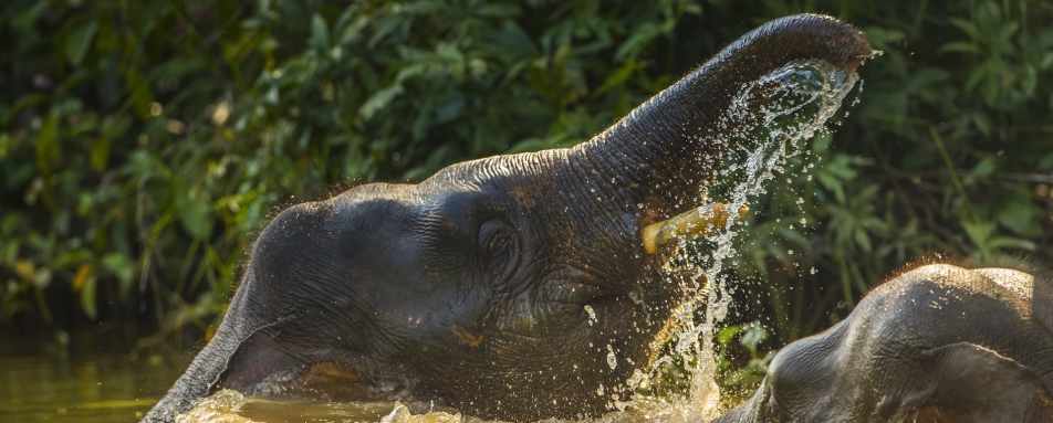 Pygmy Elephants - Tabin Wildlife Resort