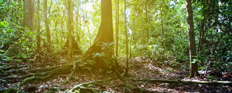 Tabin Rainforest - Tabin Wildlife Resort
