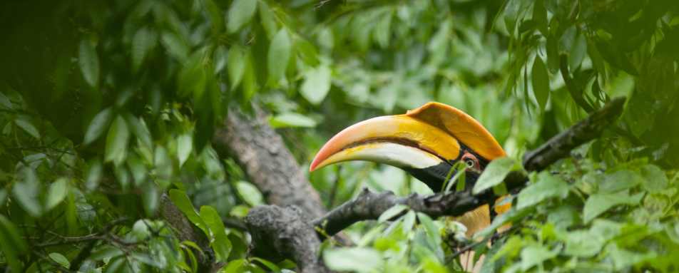 Hornbill - Tabin Wildlife Resort