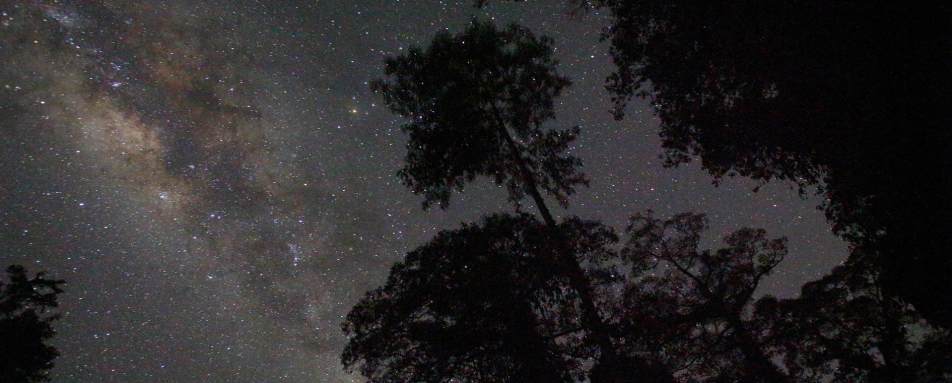 Borneo Rainforest Lodge Night Safari