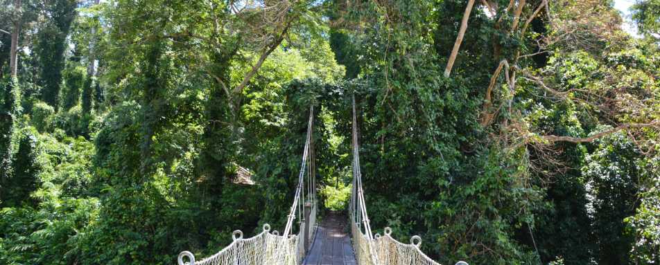 Borneo Rainforest Lodge Rainforest Trek