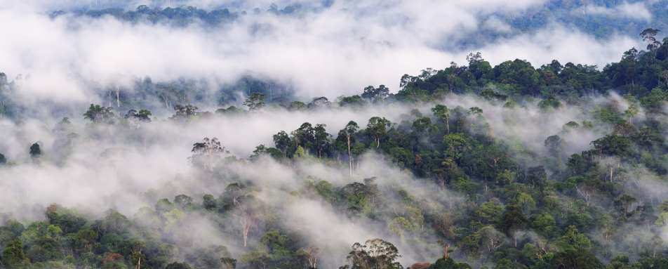 Borneo Rainforest Lodge Coffin Cliff Trek