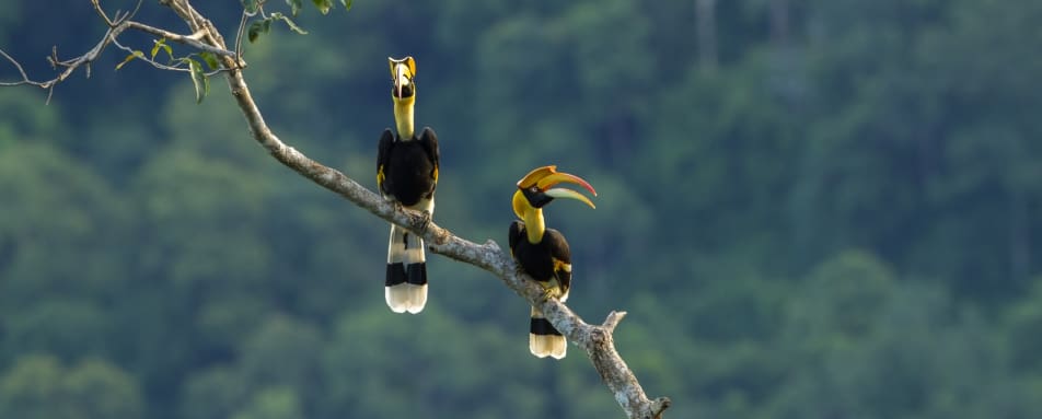 Tabin Early Morning Bird Walk