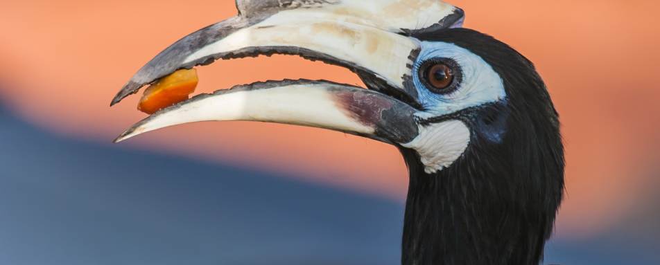 Wildlife in Langkawi 