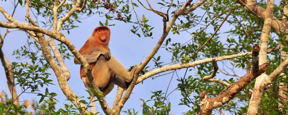 Proboscis Monkey -
