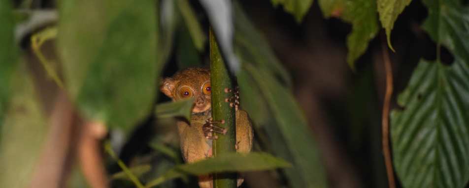 Western Tarsier - 