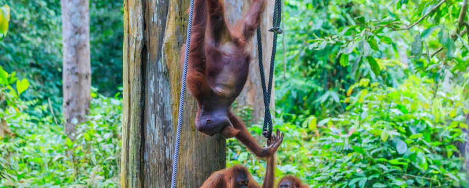 Sepilok Orangutan Rehabilitation Centre 