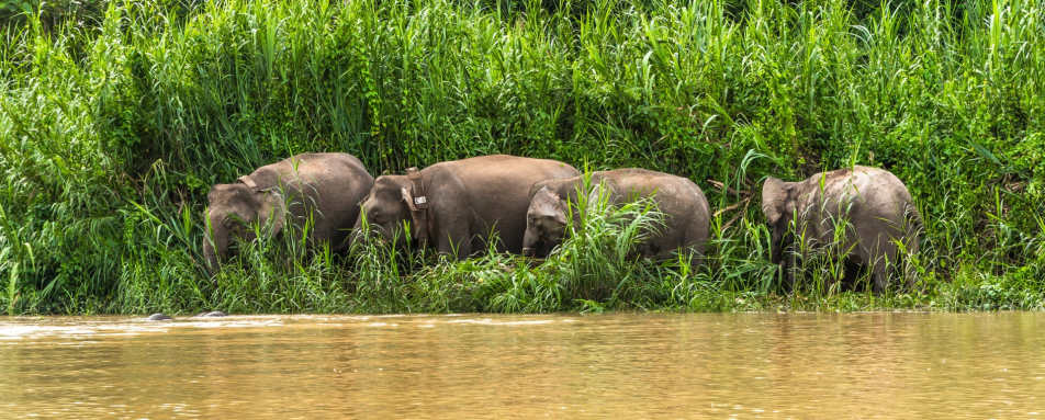 Pygmy Elephants