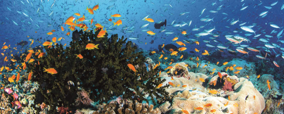 Anantara Kihavah - House reef 