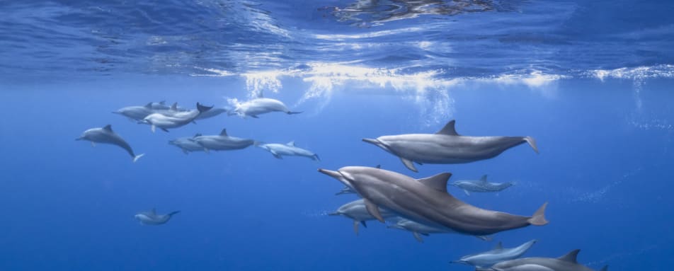 Dolphins 