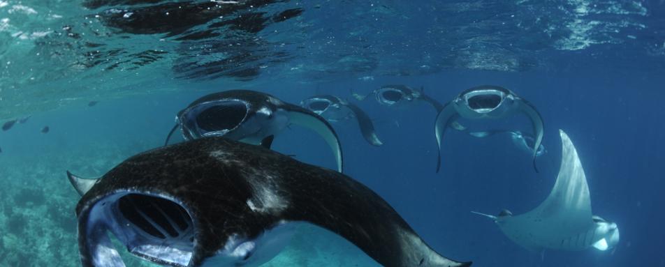 Manta Rays - Four Seasons Resort Maldives At Landaa Giraavaru