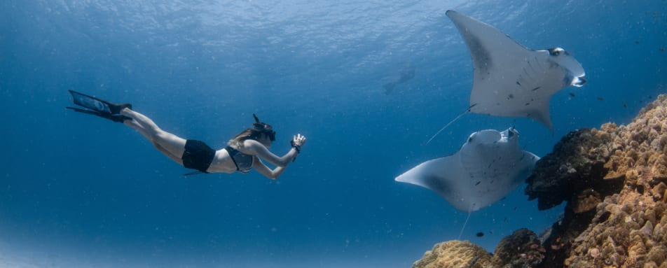 Reef Mantas 