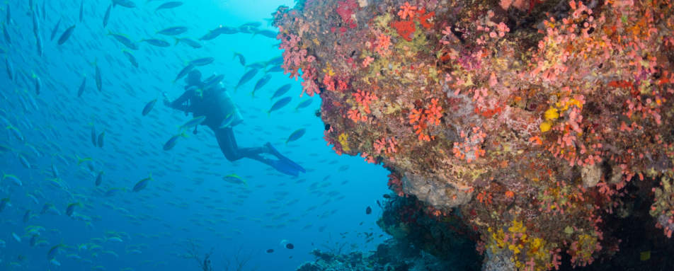 House Coral Reef - Milaidhoo