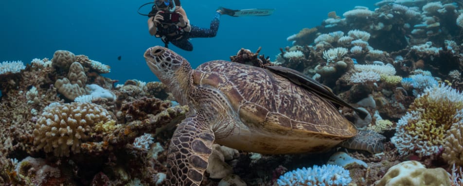 Diving - turtle identification 