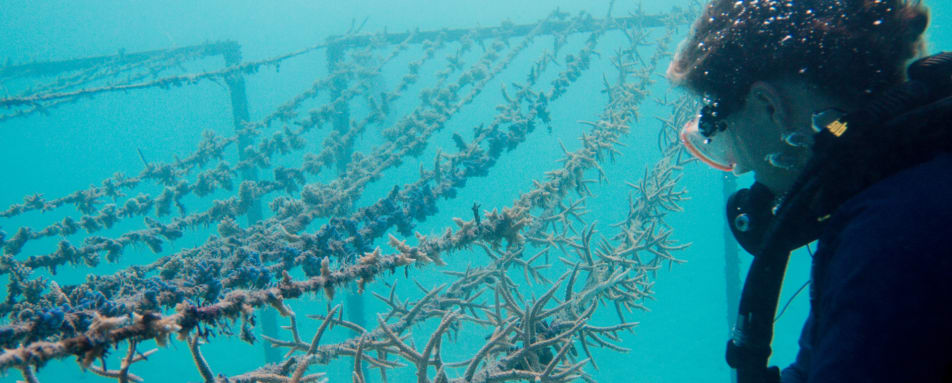 Adopt a Coral Line Project