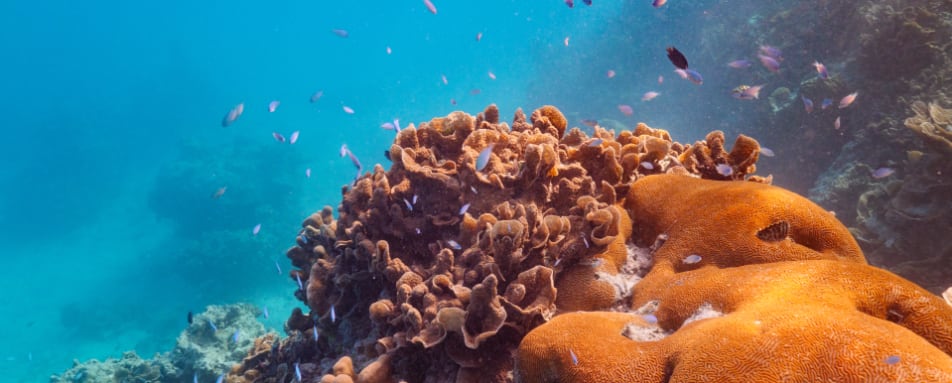 Coral Garden Snorkelling