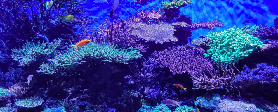 Fluorescence Experience