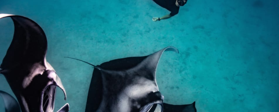 Snorkel with Manta Rays